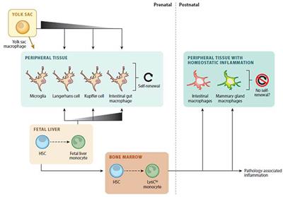 Targeting of Hepatic Macrophages by Therapeutic Nanoparticles